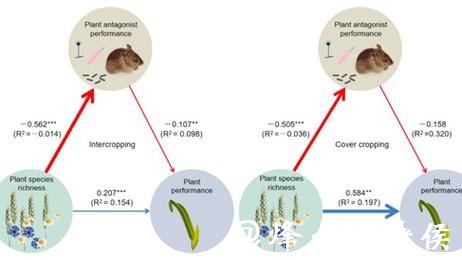植物“混搭”种防虫又增产,华理团队联合中外科研人员揭秘农田生态新秘诀 植物“混搭”种防虫又增产,华理团队联合中外科研人员揭秘农田生态新秘诀